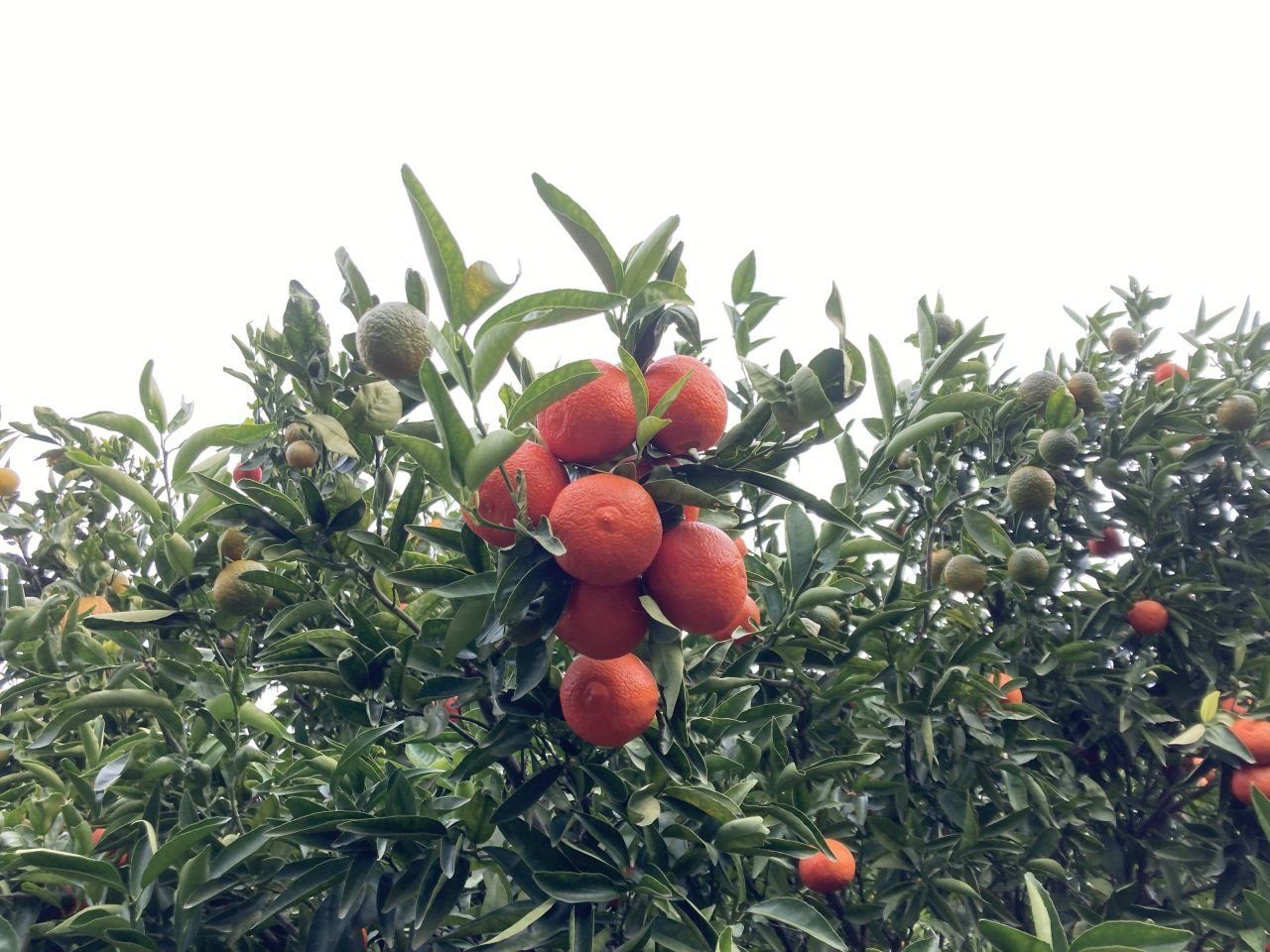 Tüplü Aşılı Kokulu King Mandalina Fidanı 2 yaş (100-120 cm)