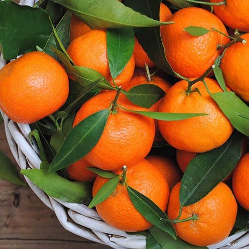 Tüplü Aşılı Robinson Mandalina Fidanı 2 yaş (100-120 cm)