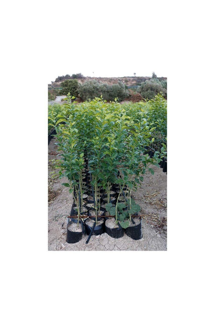 TÜPLÜ  VOLKAMARİANA LİMON ANACI 100-120 CM (2 Yaş- aşılanabilir veya reçellik limon meyvesi alınabilir )