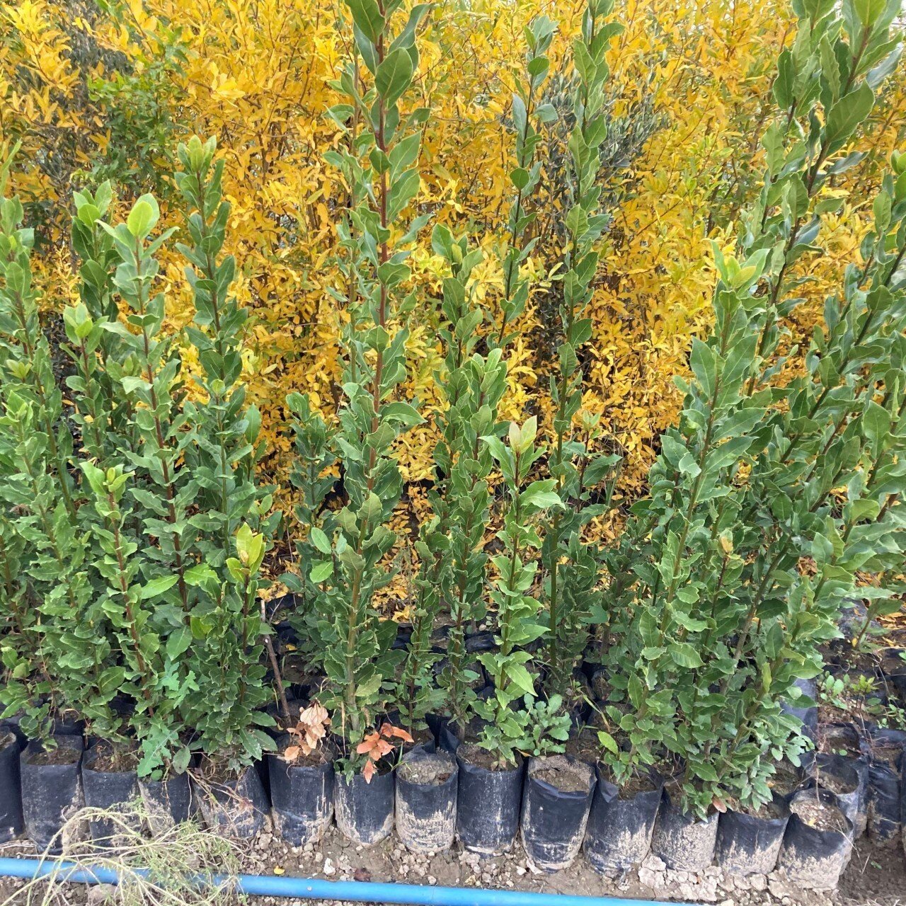 TÜPLÜ DEFNE FİDANI 100-120 cm