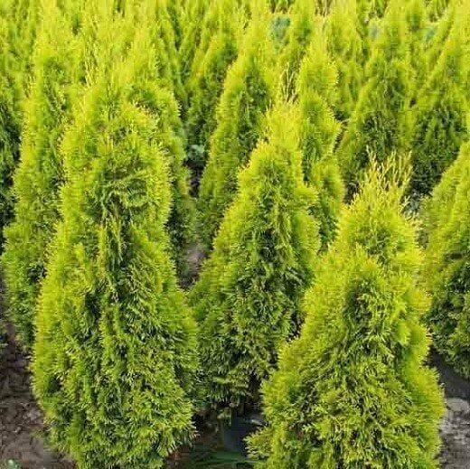 TÜPLÜ ÇİT MAZİ FİDANI YAŞ 2 BOY 60-80cm