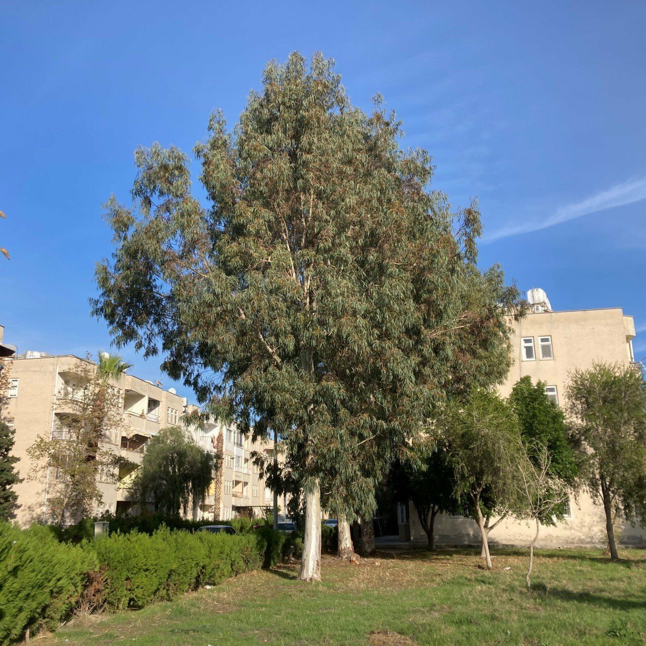 TÜPLÜ OKALİPTUS FİDANI BOY 70-100CM 4 ADET