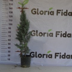 Arizona Mavi Servi Fidanı-12 LT Saksıda Cupressus Arizonica - 120-150 CM