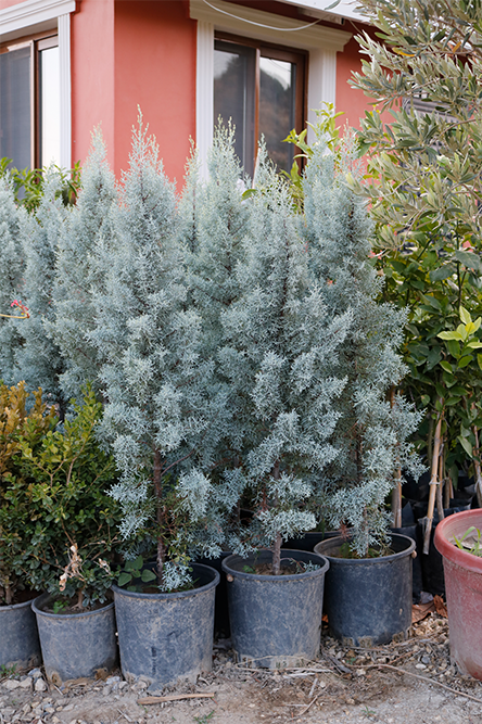 Arizona Mavi Servi Fidanı-12 LT Saksıda Cupressus Arizonica - 120-150 CM