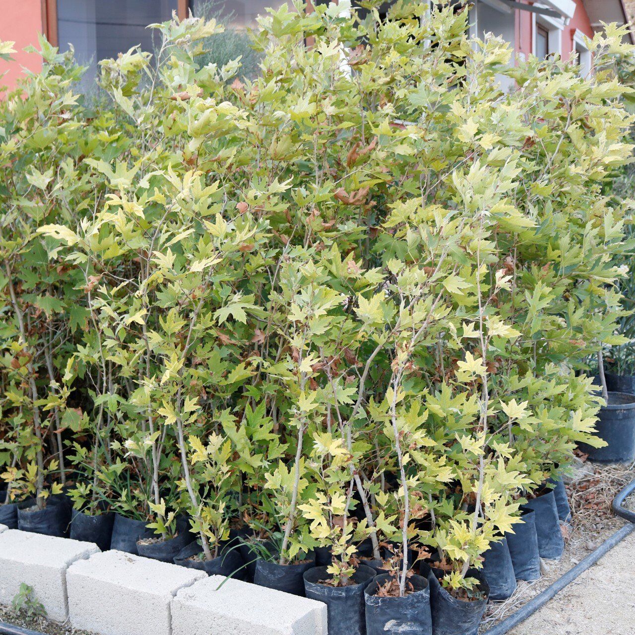 TÜPLÜ ÇINAR FİDANI YAŞ 1 BOY 90-120cm