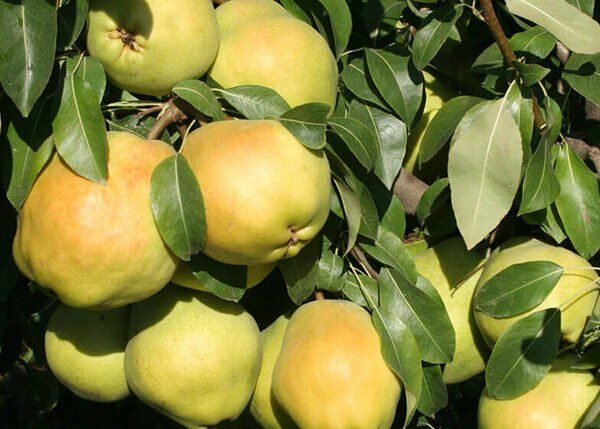 TÜPLÜ AŞILI DEVECİ ARMUT FİDANI 2 YAŞ 90-110 CM BOY