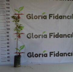 TÜPLÜ AŞILI DEVECİ ARMUT FİDANI 2 YAŞ 90-110 CM BOY