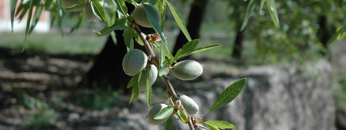 TÜPLÜ KENDİNDEN VERİMLİ BERTİNA BADEM FİDANI YAŞ 2 BOY 80-100CM