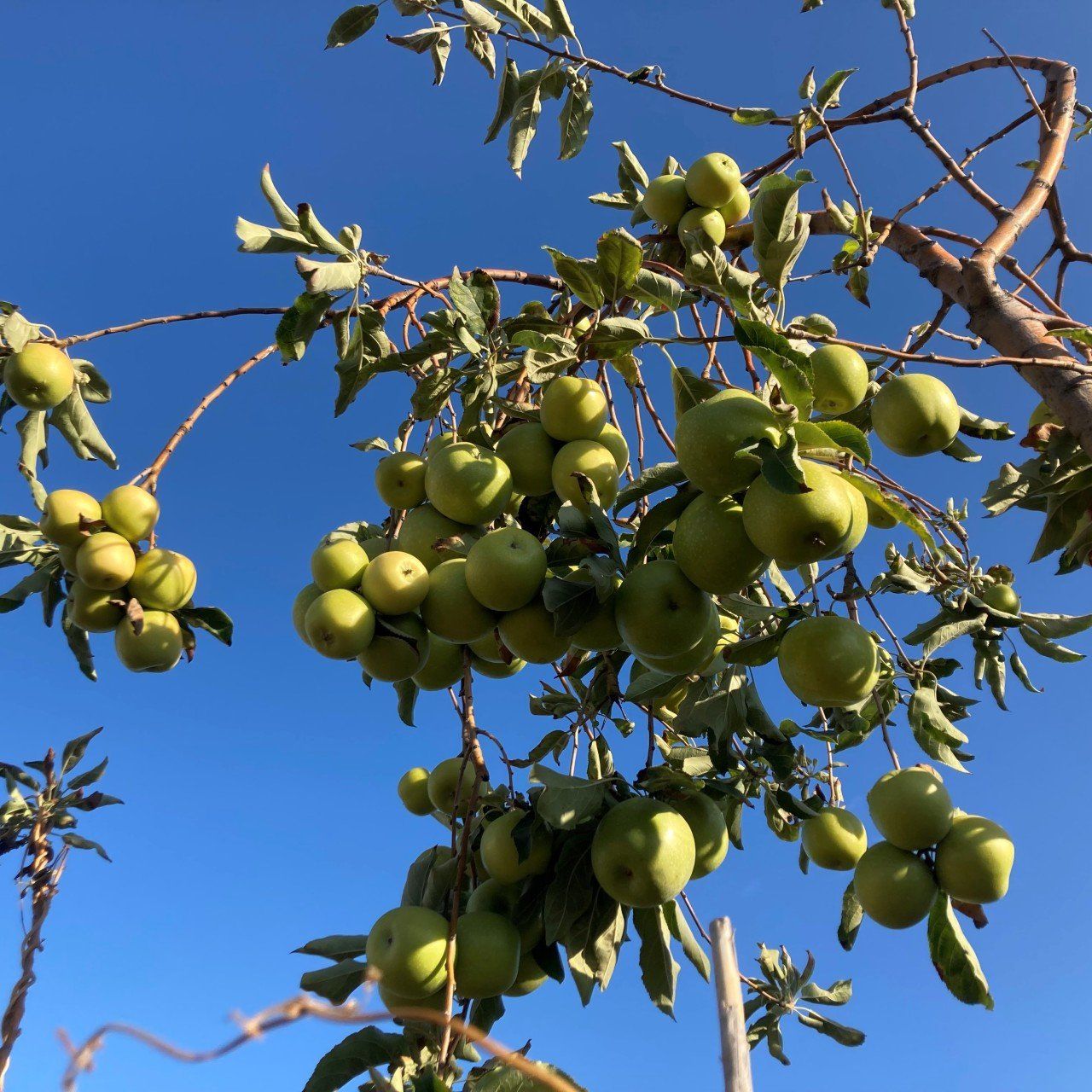 TÜPLÜ AŞILI ALTIN ÇEKİRDEK ELMA FİDANI 2 YAŞ BOY 90-110 CM