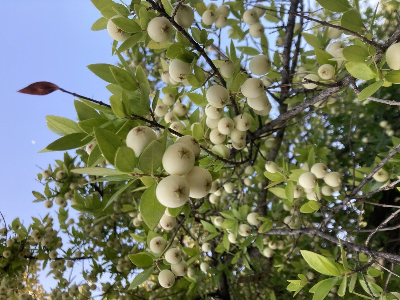 TÜPLÜ AŞILI 3 YAŞ İRİ BEYAZ MURT(HAMBELES)