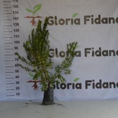 TÜPLÜ AŞILI 3 YAŞ İRİ BEYAZ MURT(HAMBELES)