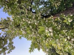 TÜPLÜ YABAN MERSİNİ( BEYAZ HAMBELES)