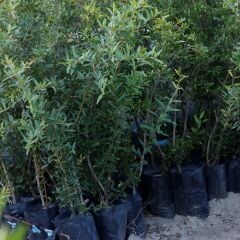 2 YAŞ TATLI NAR FİDANI 90-110 CM