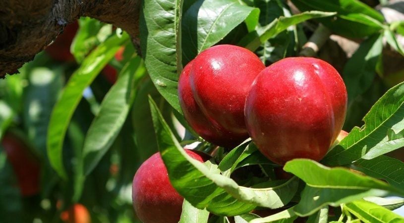 TÜPLÜ AŞILI TÜYSÜZ ERKENCİ NEKTARİN VENÜS FİDANI