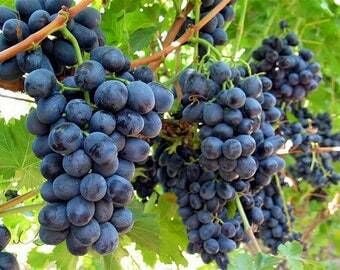 TÜPLÜ ANTEP KARASI ÜZÜM FİDANI (ASMA- BAĞ) 2 YAŞ