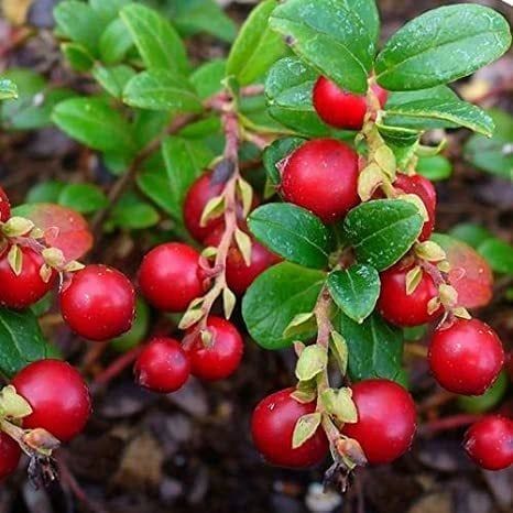 TÜPLÜ İRİ MEYVELİ KIZILCIK FİDANI YAŞ 2 BOY 50-80CM