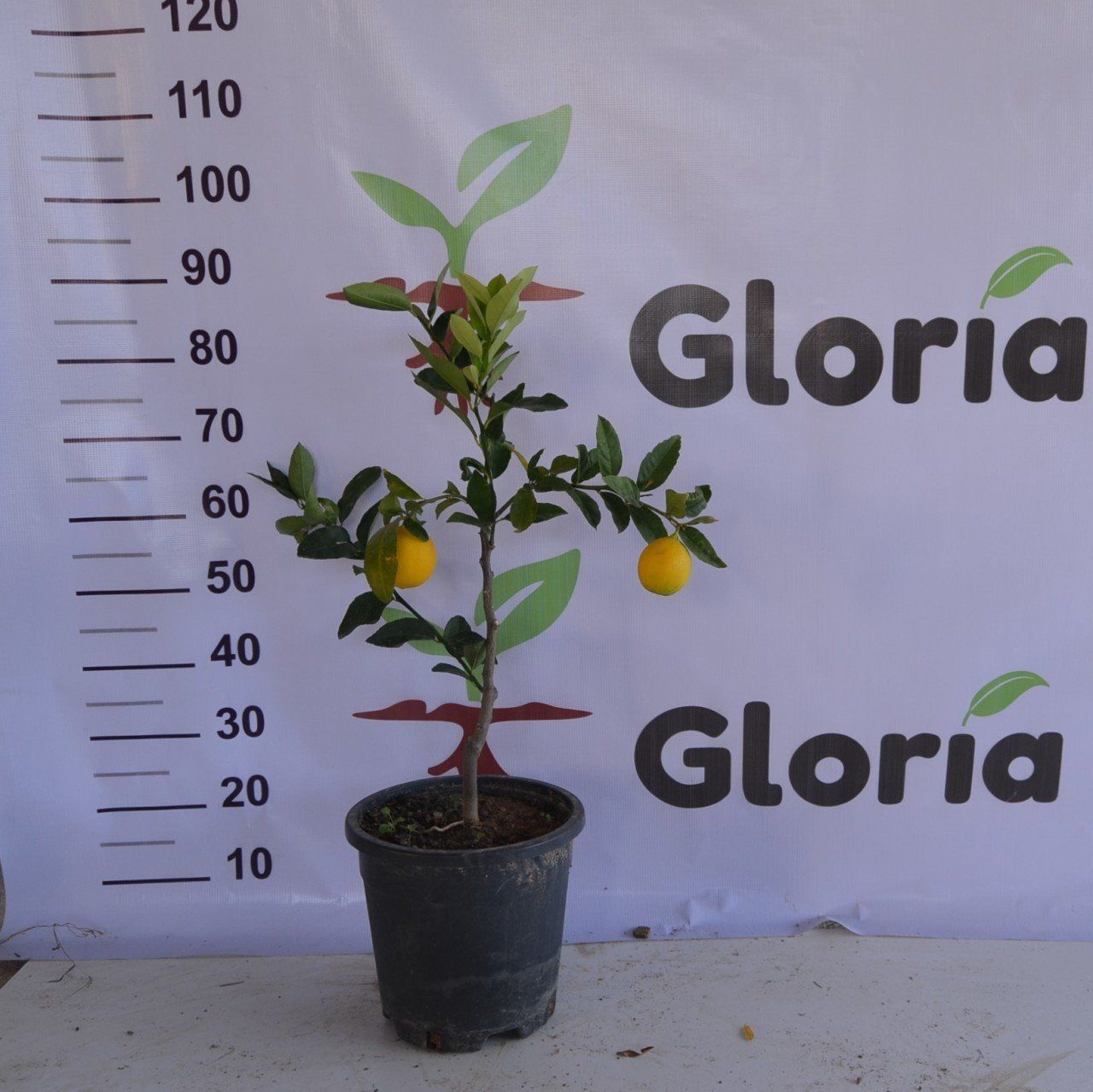 3 YAŞ SAKSILI MEYVELİ BODUR MAYER LİMON FİDANI (60-80 CM)