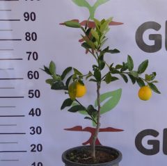 3 YAŞ SAKSILI MEYVELİ BODUR MAYER LİMON FİDANI (60-80 CM)