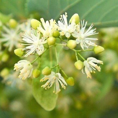 3 YAŞ IHLAMUR AĞACI FİDANI 100-140 CM