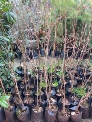 3 YAŞ IHLAMUR AĞACI FİDANI 100-140 CM