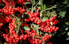 4 ADET Saksıda Ateş Dikeni (pyracantha) Fidanı (50-70 Cm)