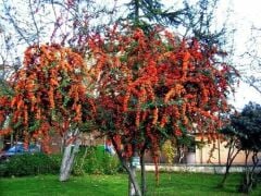 4 ADET Saksıda Ateş Dikeni (pyracantha) Fidanı (50-70 Cm)