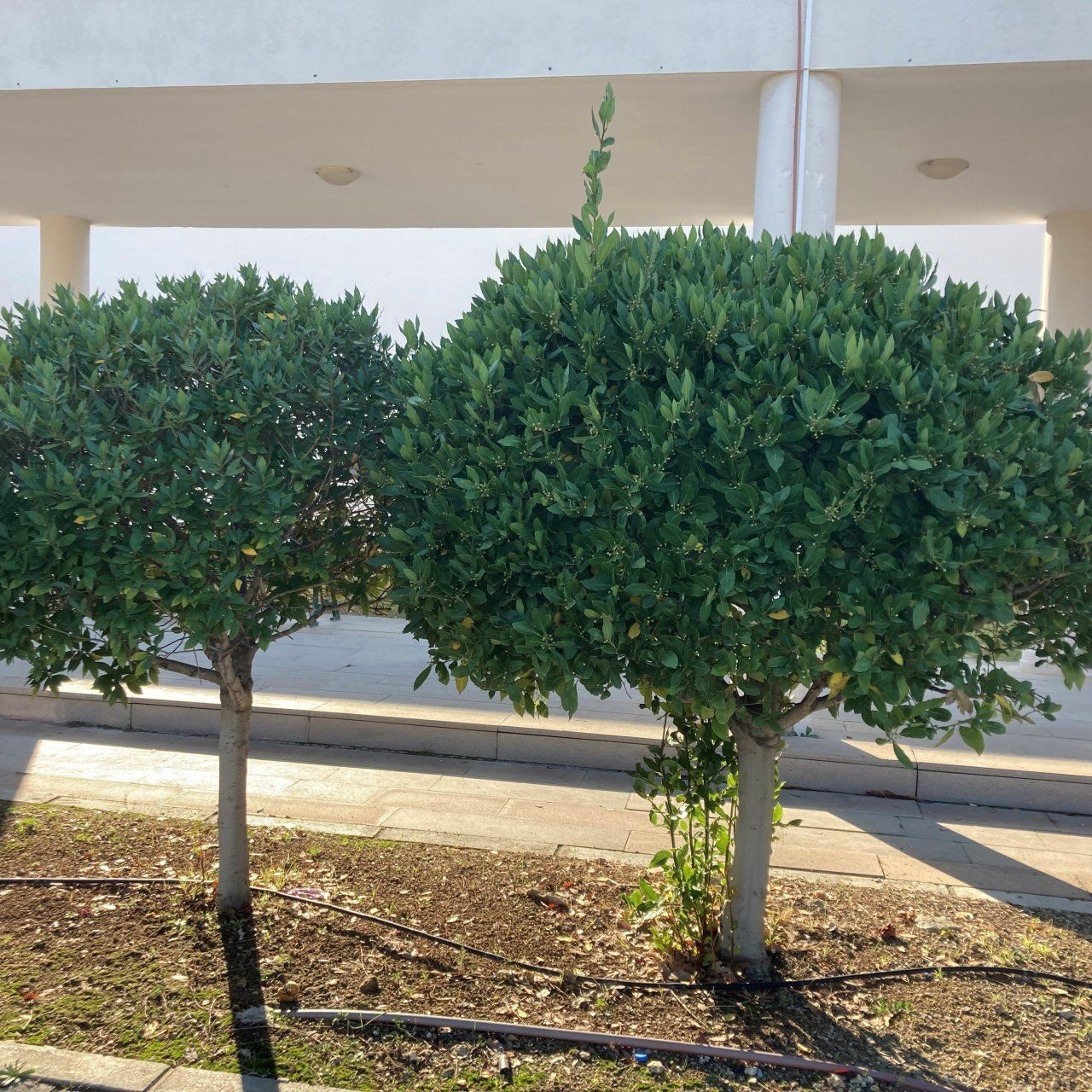 Tüplü Aromatik Defne (Laurus Nobilis) Fidanı (5 Yaş 150-200cm)