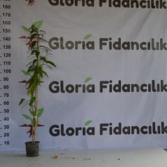 2 ADET SAKSIDA 2 YAŞ KOLONYA ÇİÇEĞİ 100-120 CM