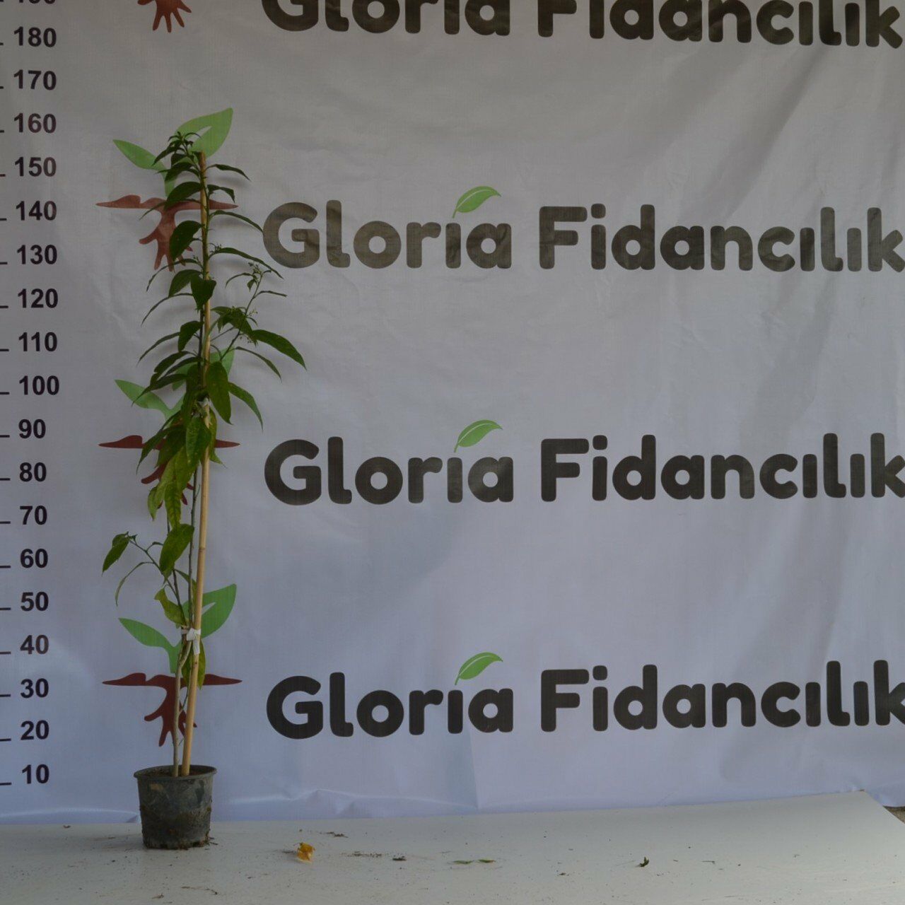 2 YAŞ SAKSIDA  KOLONYA ÇİÇEĞİ 110-130CM