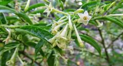 2 YAŞ SAKSIDA  KOLONYA ÇİÇEĞİ 110-130CM