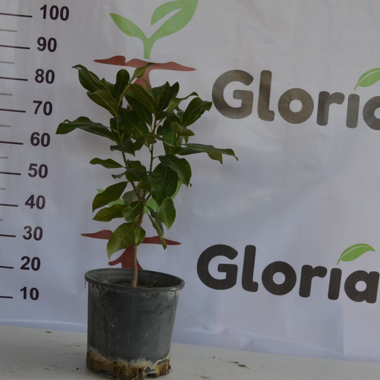 3 YAŞ 12 LT SAKSIDA MANOLYA ÇİÇEĞİ FİDANI BOY 70-90 CM