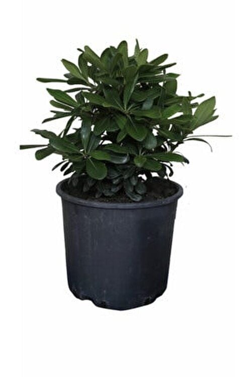 SAKSIDA 4 ADET BODUR YILDIZ ÇALISI- Pitos (Pittosporum Tobira Nana)