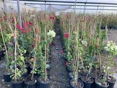 SAKSIDA BEYAZ BEGONVİL FİDANI YAŞ 2 BOY 80-110cm