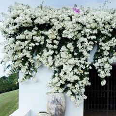 SAKSIDA BEYAZ BEGONVİL FİDANI YAŞ 2 BOY 80-110cm