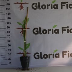 2 ADET TÜPLÜ 1 YAŞ 80-110 CM KIRMIZI PİTAYA EJDER MEYVESİ