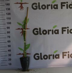 TÜPLÜ 1 YAŞ 80-110 CM KIRMIZI PİTAYA EJDER MEYVESİ