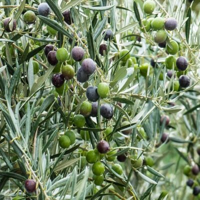 SAKSIDA 3 YAŞ MEYVELİ ARBEQUEİNEA İSPANYOL ZEYTİN FİDANI