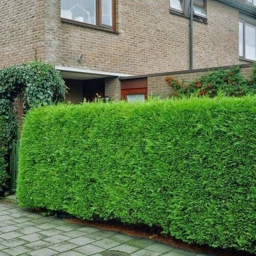 Tüplü Çit Mazi Fidanı Yaş 1 Boy 40-60cm 4 Adet