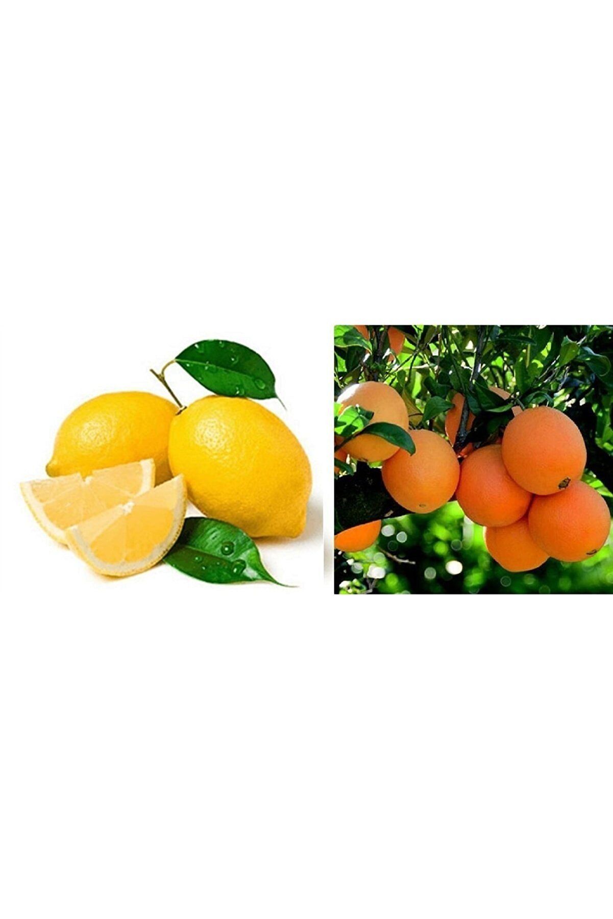 Tüplü Aşılı Bodur Saksılık Nevalina Portakal + Yediveren Limon 2 Yaş Boy 120-140cm (2li Paket)