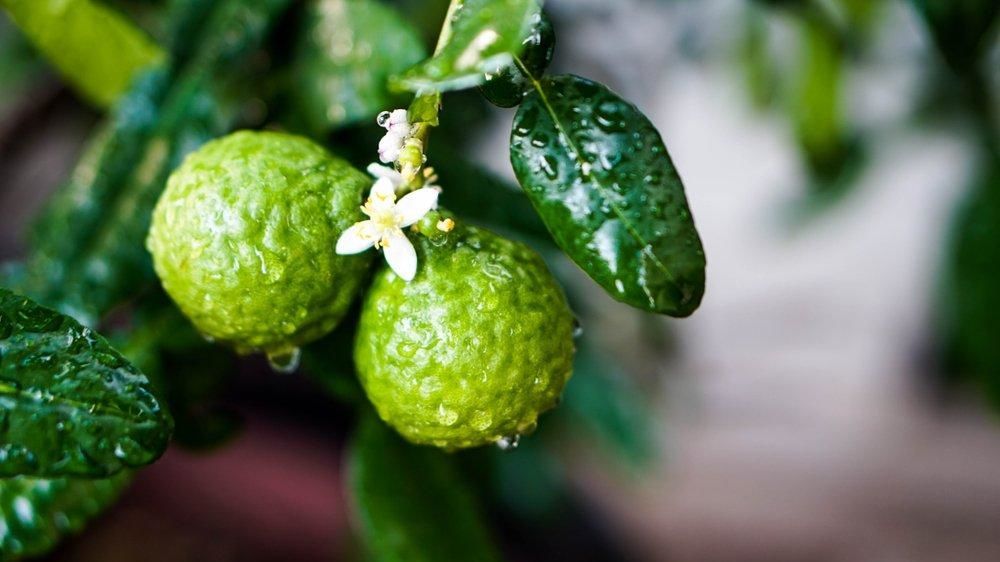 Tüplü Aşılı Bergamot Fidanı 2 Yaş - 90-110 Boy