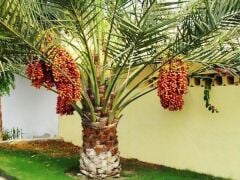 SAKSILI HURMA PALMİYESİ 6 YAŞ 150-200 CM BOY