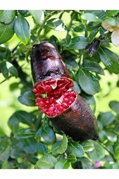 KIRMIZI FİNGER LİME FİDANI 2 YAŞ 80-110 CM BOY