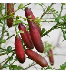 KIRMIZI FİNGER LİME FİDANI 2 YAŞ 80-110 CM BOY