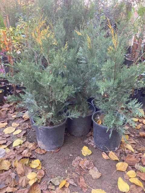 12 Lt saksıda Leylandi Fidanı 70-100 Cm