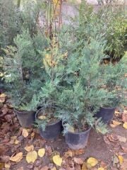 12 Lt saksıda Leylandi Fidanı 70-100 Cm