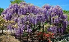 SAKSIDA 3 YAŞ ÇOK DALLI MOR SALKIM FİDANI BOY 150-180 CM