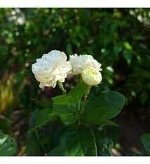 3 YAŞ SAKSIDA KOKULU KATMERLİ FULL YASEMİN ÇİÇEĞİ BOY 70-90 CM