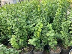 3 YAŞ SAKSIDA KOKULU KATMERLİ FULL YASEMİN ÇİÇEĞİ BOY 70-90 CM