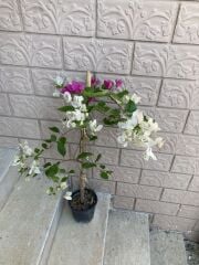 SAKSIDA NADİR BULUNAN ÇİFT RENK BEGONVİL(PEMBE VE BEYAZ)