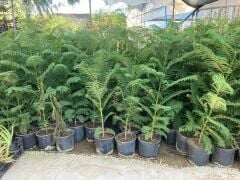 Saksılı Jacaranda (Jakaranda) Ağacı Fidanı (100-150 cm)